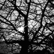 Image for article titled 27 Photos Of Barenaked Trees